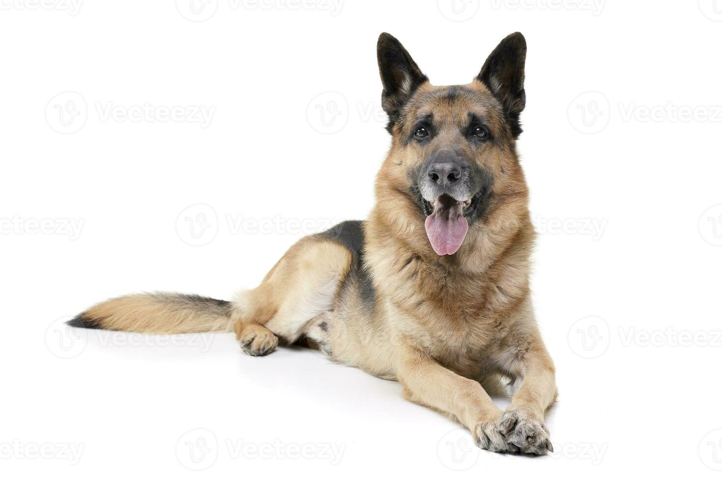 Studio Schuss von ein bezaubernd Deutsche Schäfer Hund foto