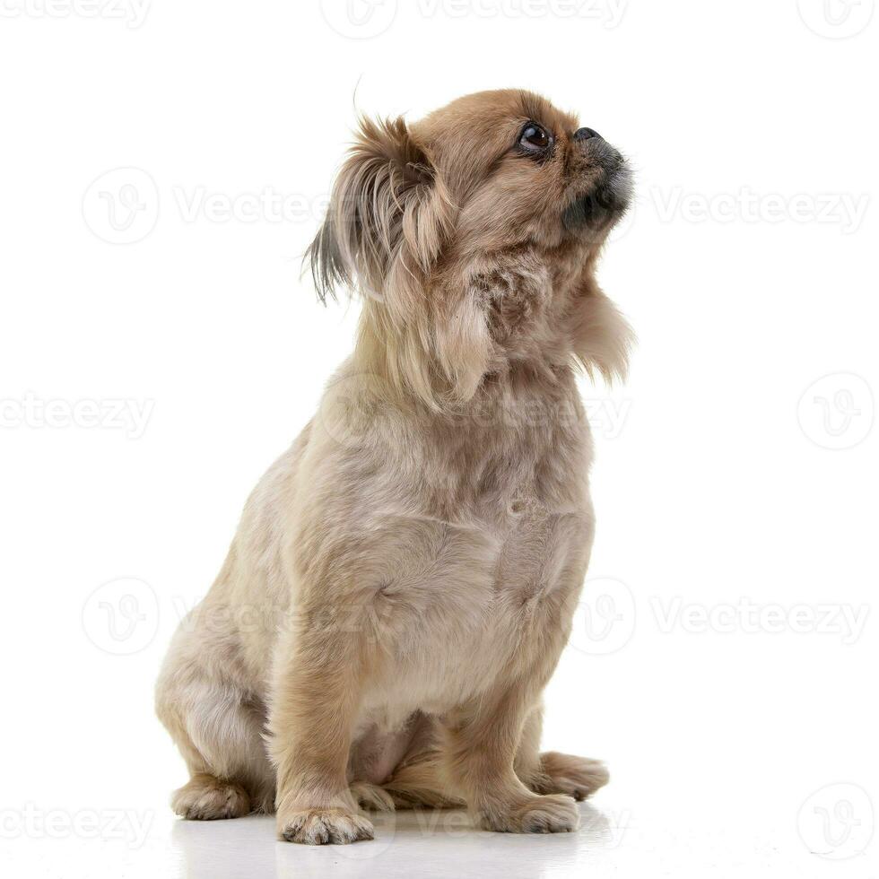 Studio Schuss von ein bezaubernd Pekinese Hund foto