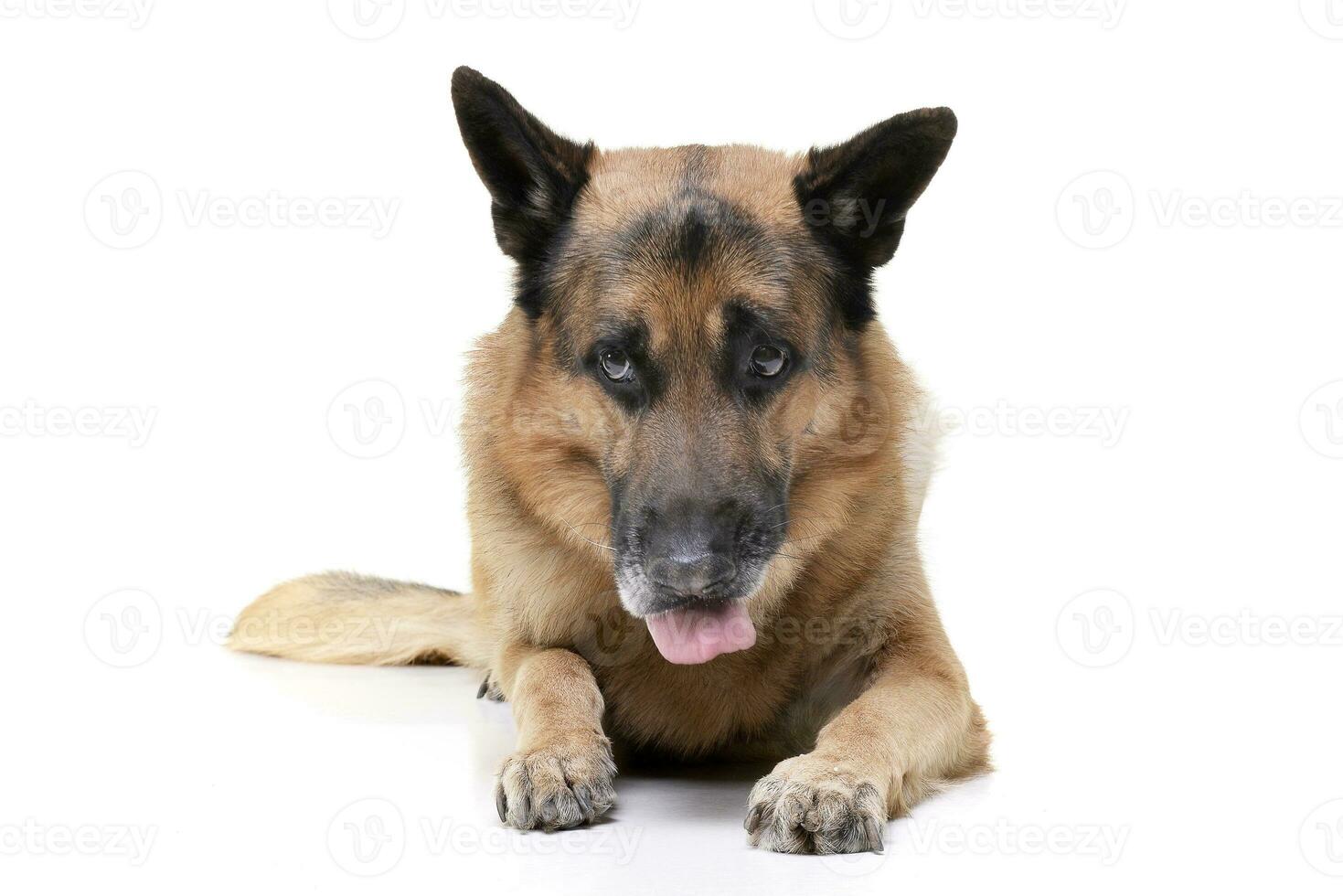 Studio Schuss von ein bezaubernd Deutsche Schäfer Hund foto