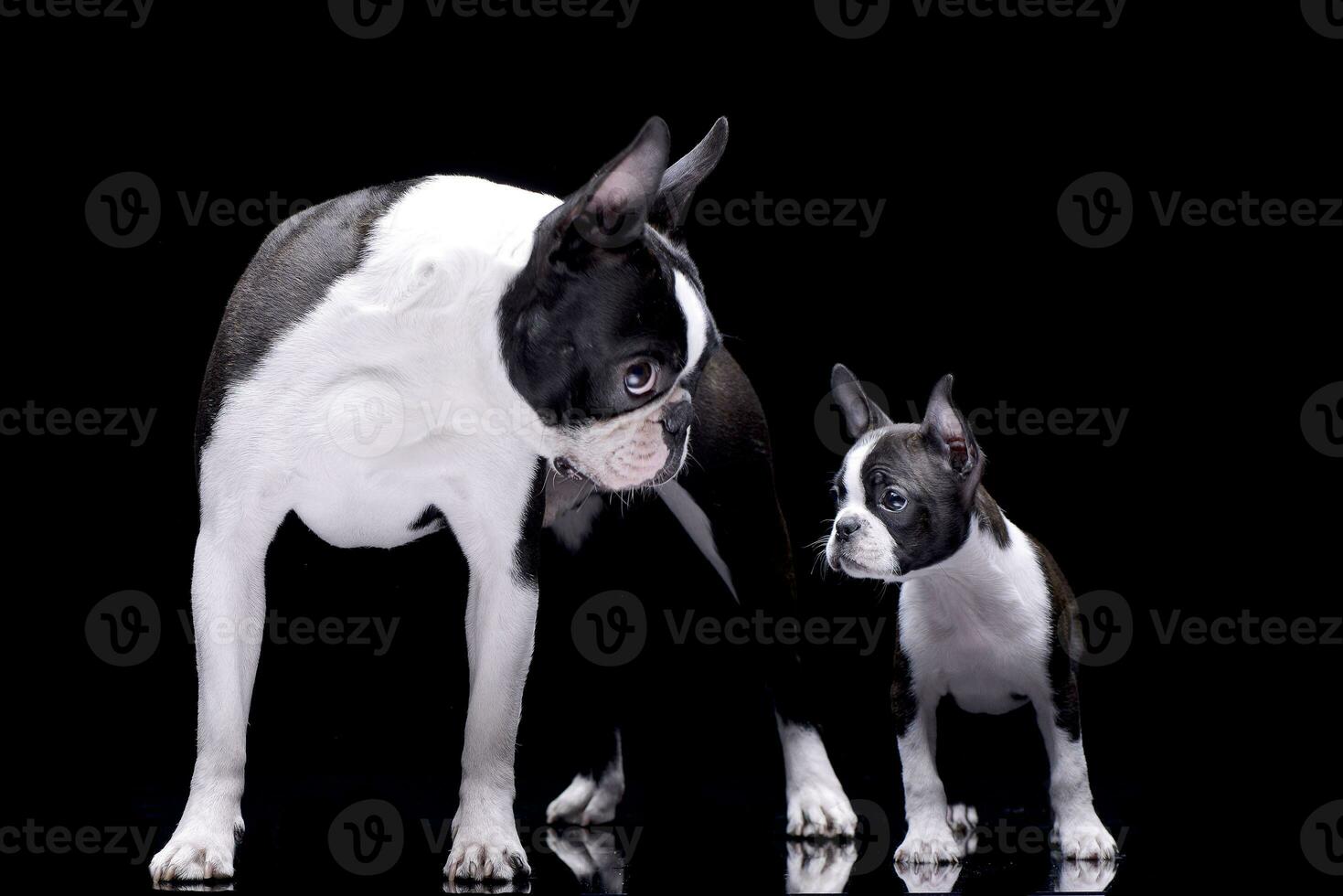 Studio Schuss von zwei bezaubernd Boston Terrier foto