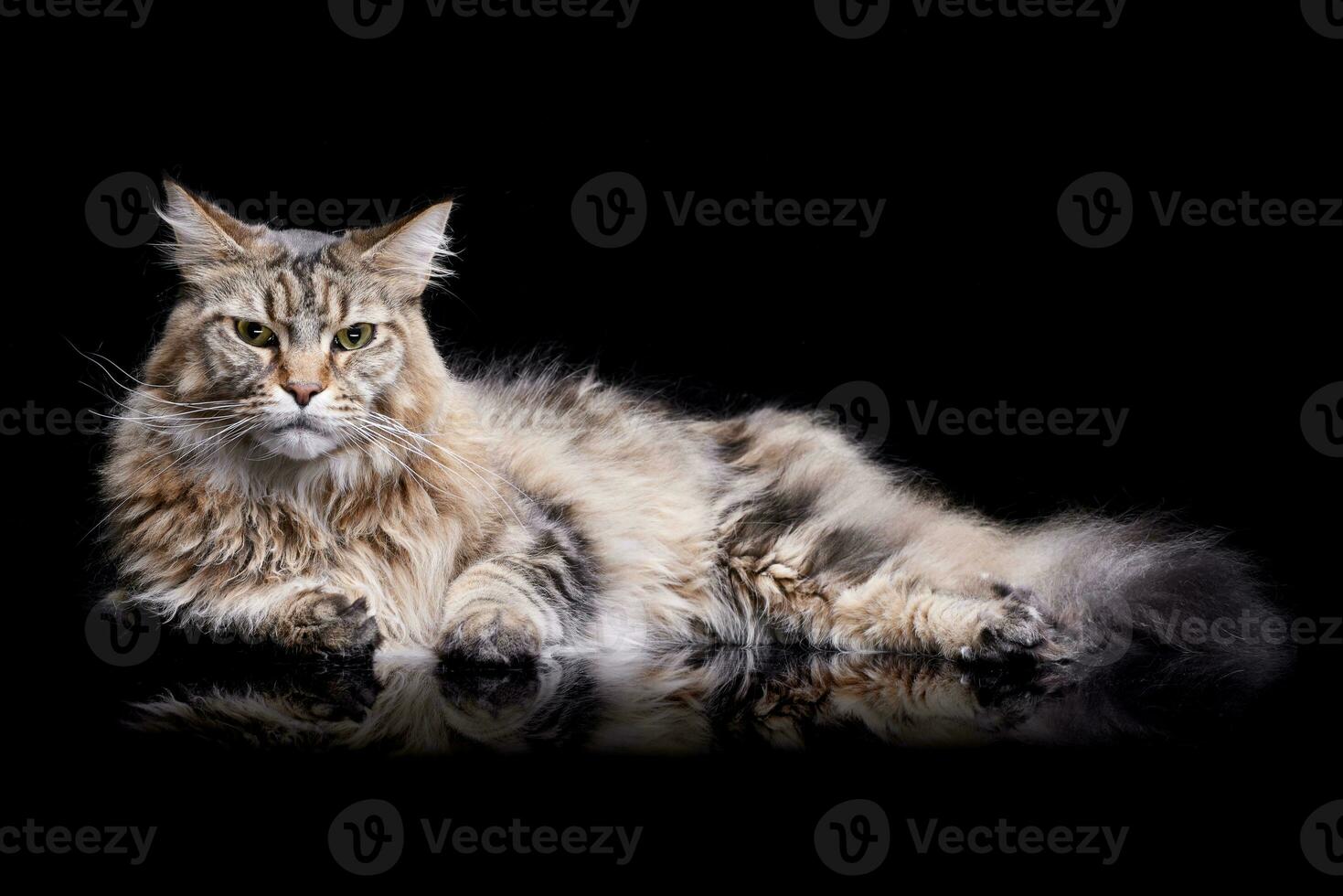 Studio Schuss von ein bezaubernd Tabby Katze foto