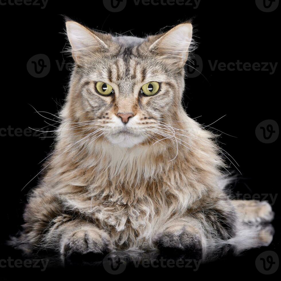 Studio Schuss von ein bezaubernd Tabby Katze foto