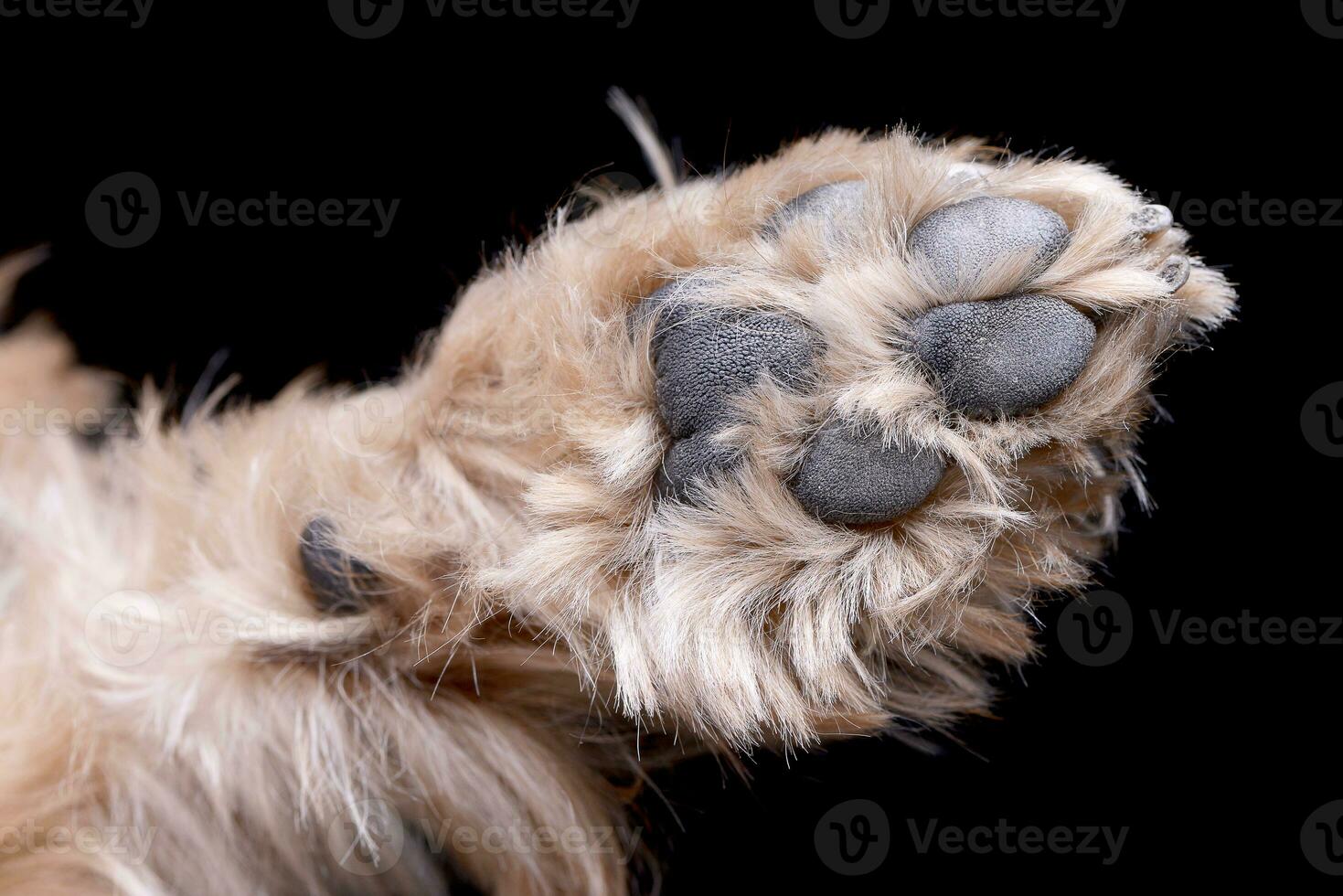 Studio Schuss von ein süß Yorkshire Terrier Pfote foto