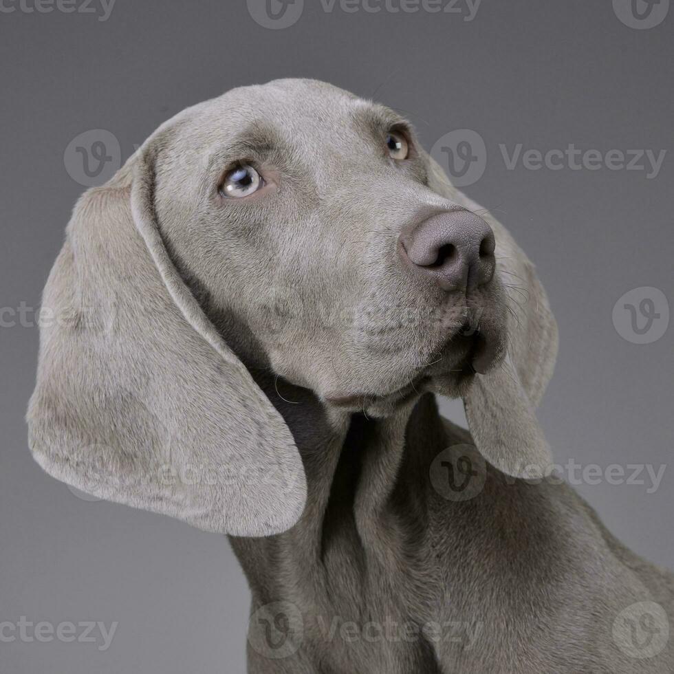 Porträt von ein bezaubernd Weimaraner foto