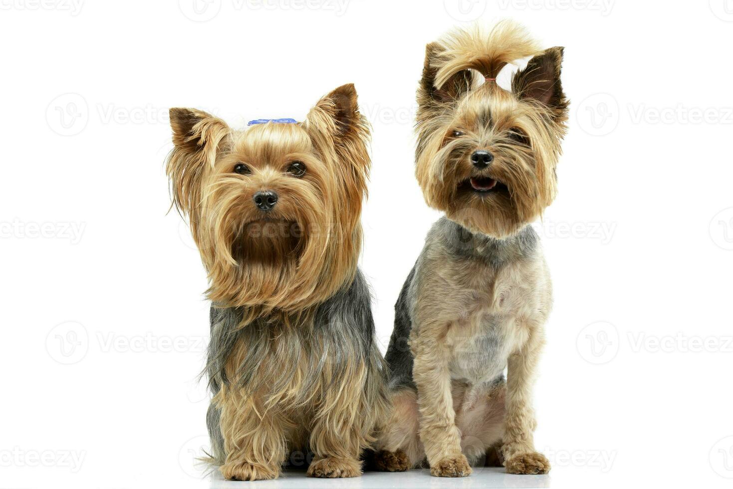 Studio Schuss von zwei bezaubernd Yorkshire Terrier foto