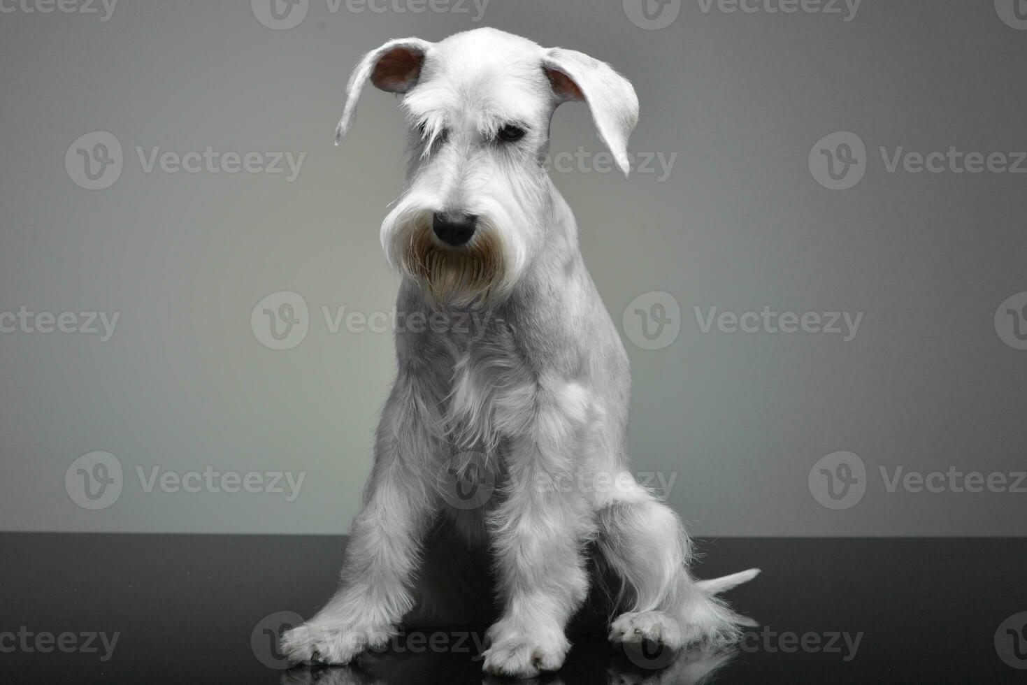 Studio Schuss von ein süß Miniatur Schnauzer foto