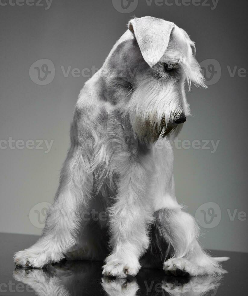 Studio Schuss von ein süß Miniatur Schnauzer foto