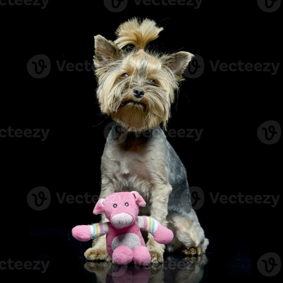 ein bezaubernd Yorkshire Terrier mit ein Rosa ausgestopft Tier foto