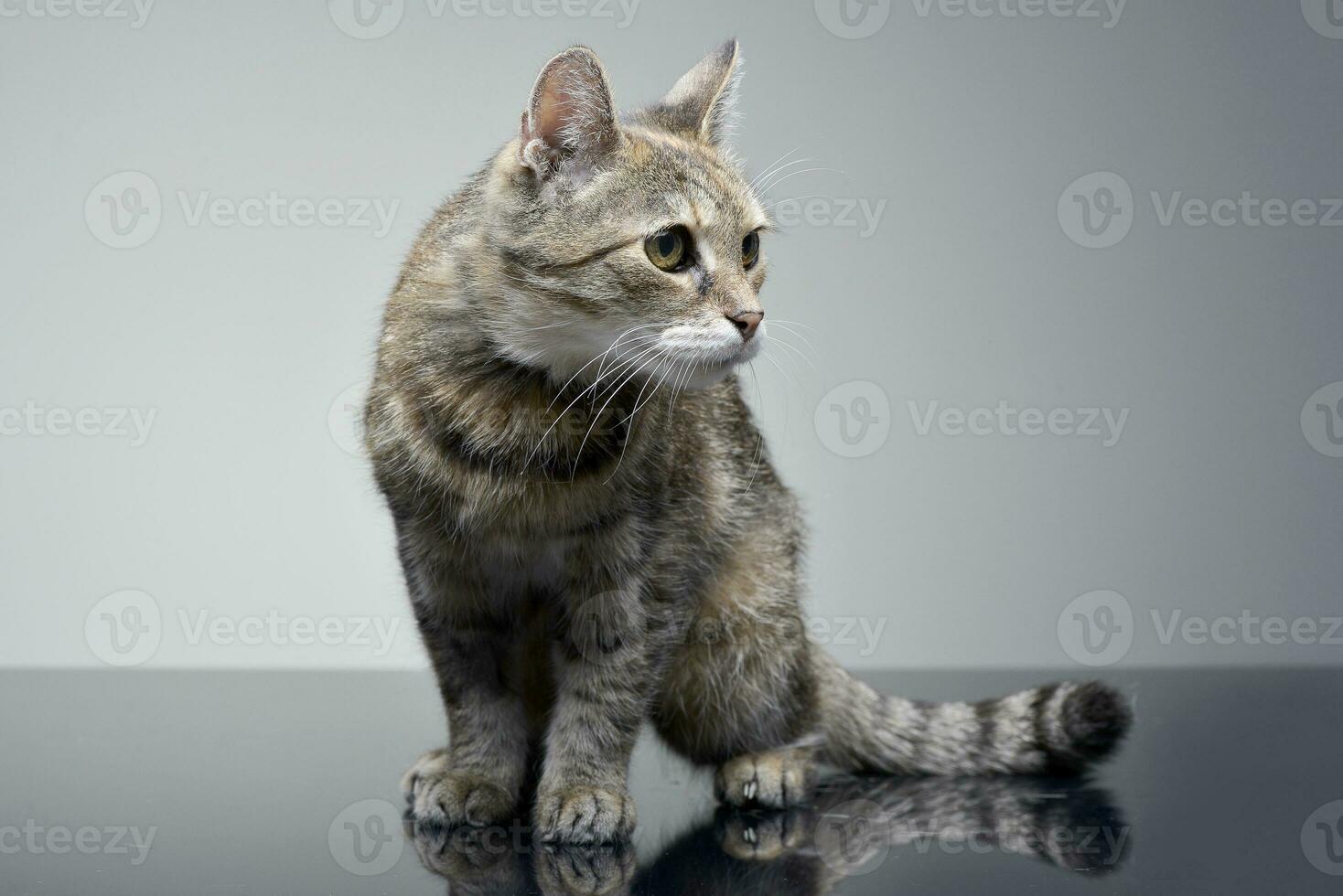 Studio Schuss von ein bezaubernd Tabby Katze foto