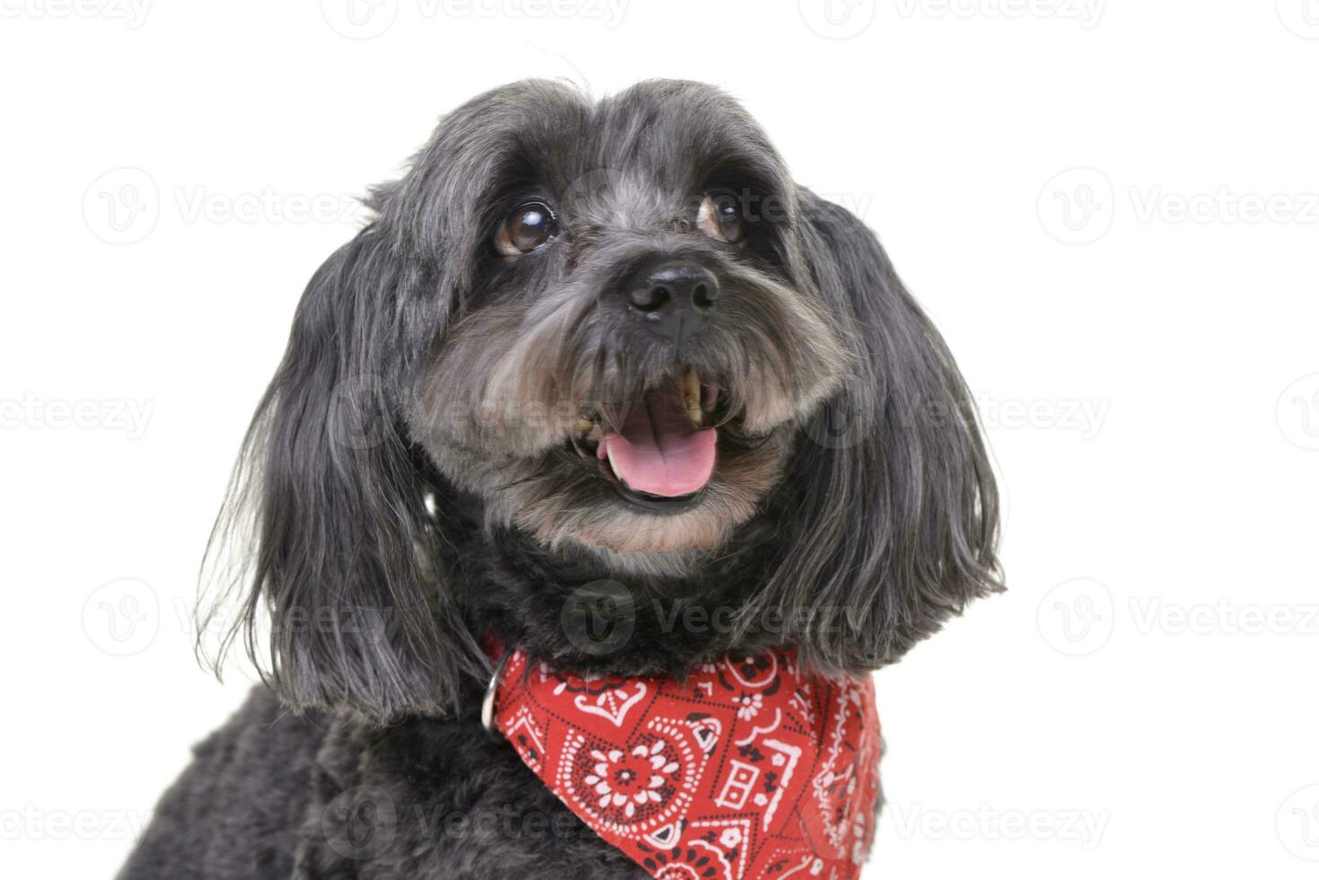 Porträt von ein bezaubernd havanese Hund foto