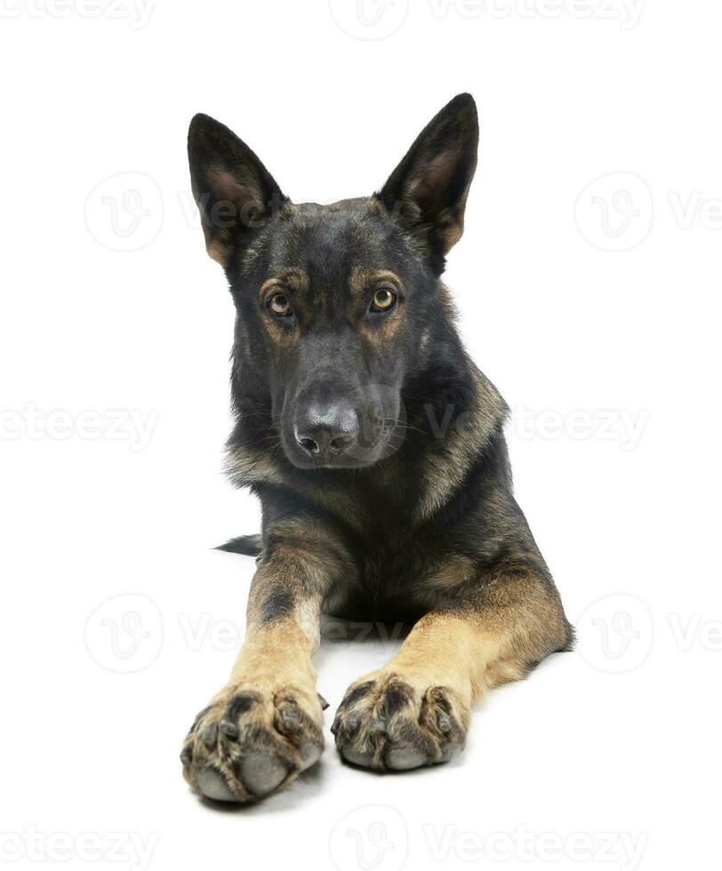 Studio Schuss von ein bezaubernd Deutsche Schäfer Hund suchen neugierig beim das Kamera foto