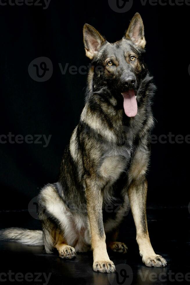 Studio Schuss von ein bezaubernd Deutsche Schäfer foto