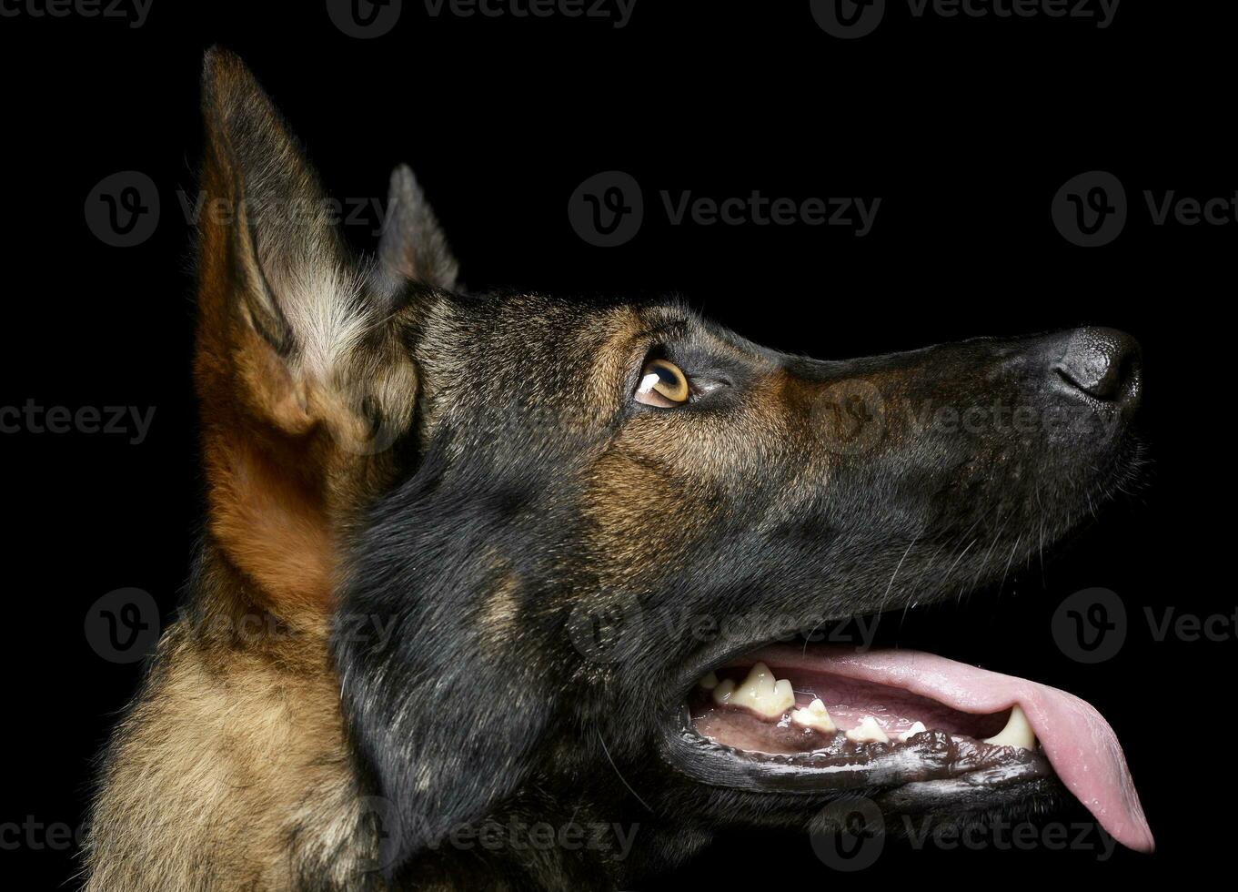 Porträt von ein bezaubernd Deutsche Schäfer Hund suchen oben neugierig foto