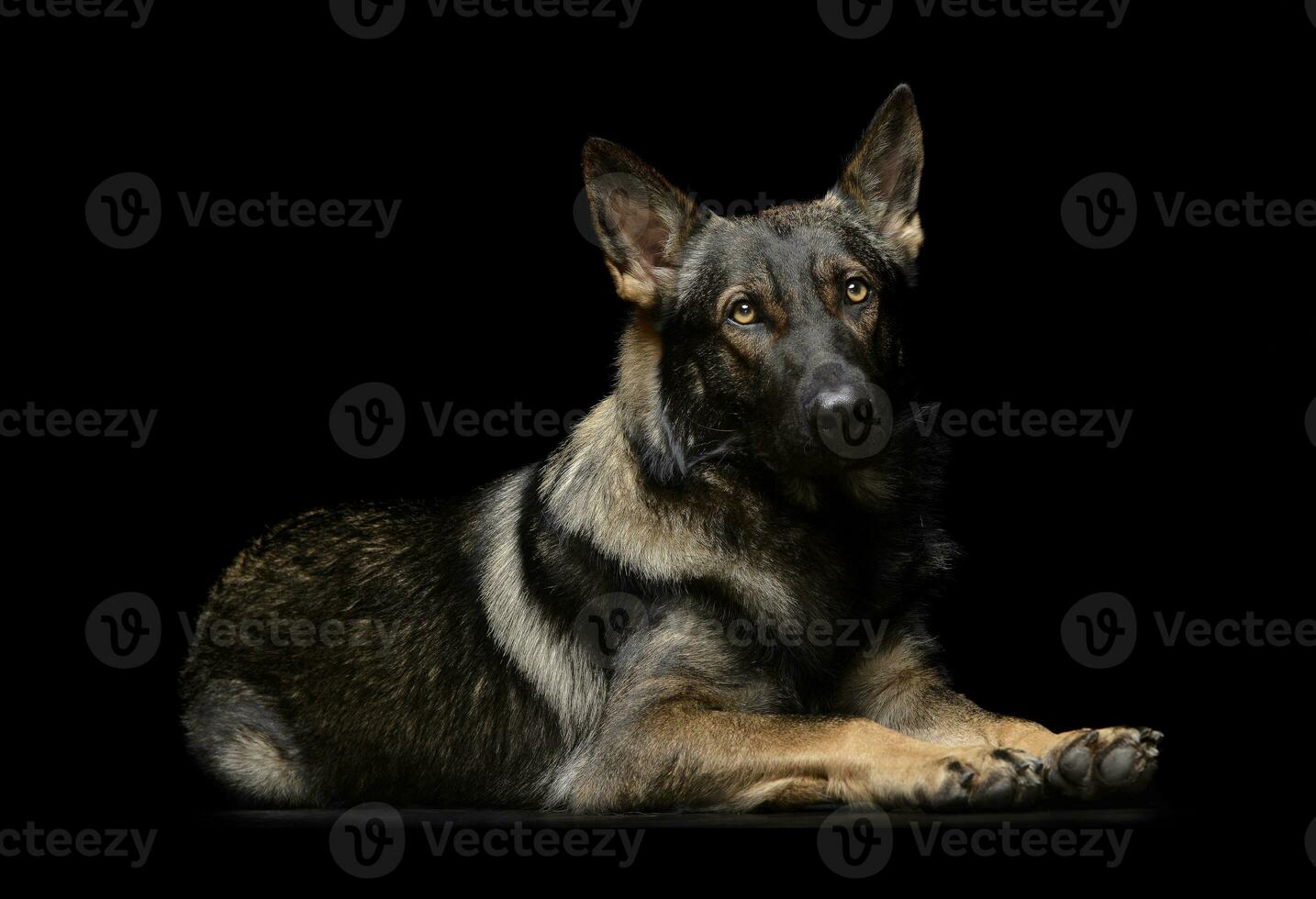 Studio Schuss von ein bezaubernd Deutsche Schäfer Hund suchen neugierig beim das Kamera foto