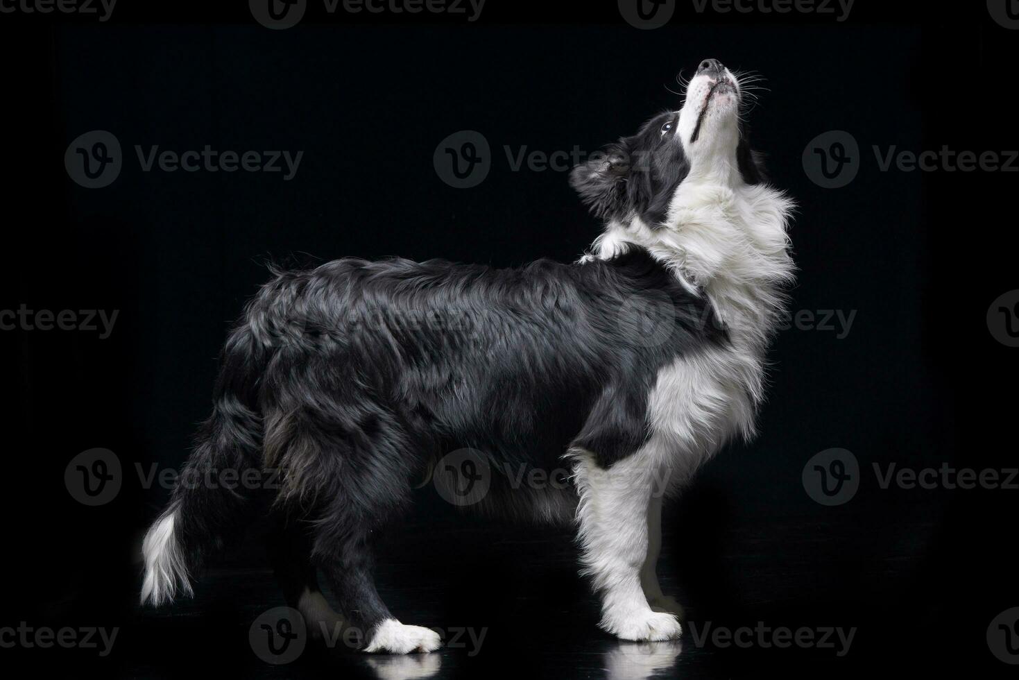 Studio Schuss von ein bezaubernd Rand Collie foto