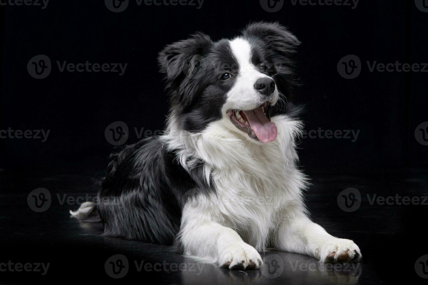 Studio Schuss von ein bezaubernd Rand Collie foto