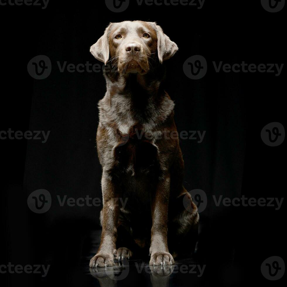 Studio Schuss von ein bezaubernd Labrador Retriever foto