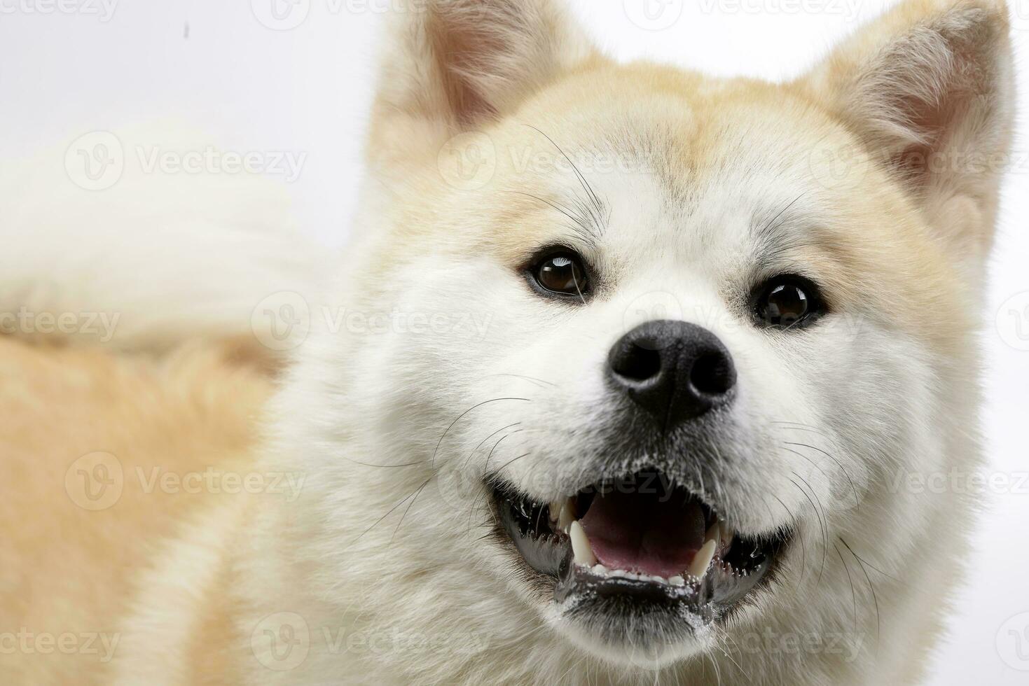 Porträt von ein bezaubernd Akita inu foto