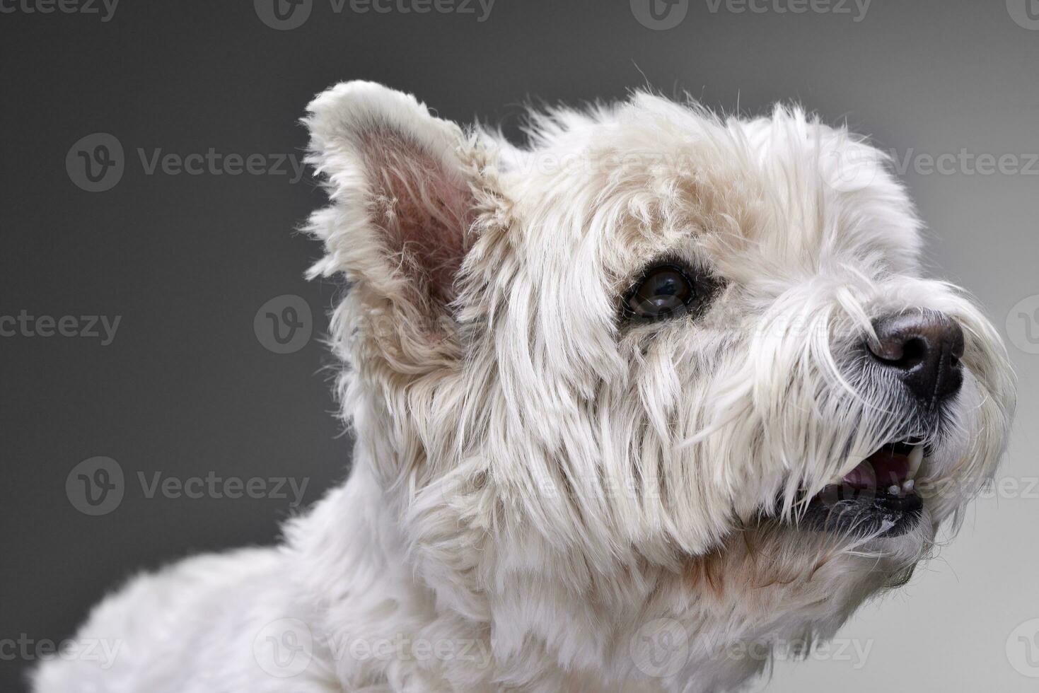 Porträt von ein bezaubernd Westen Hochland Weiß Terrier foto