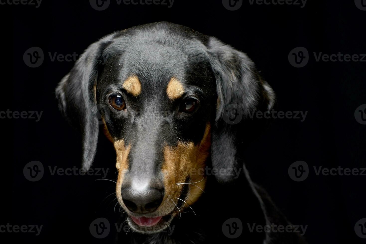 Porträt von ein bezaubernd gemischt Rasse Hund foto