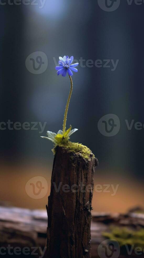 einsam Blau Blume Wald friedlich Landschaft Freiheit Szene schön Natur Hintergrund Bildschirm foto