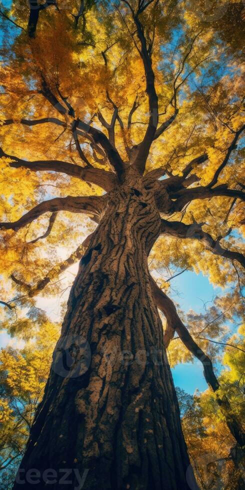 Herbst Orange Baum fallen friedlich Landschaft Freiheit Szene schön Natur Hintergrund Foto