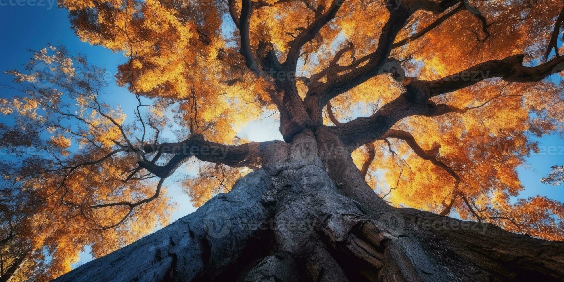 Herbst Orange Baum fallen friedlich Landschaft Freiheit Szene schön Natur Hintergrund Foto