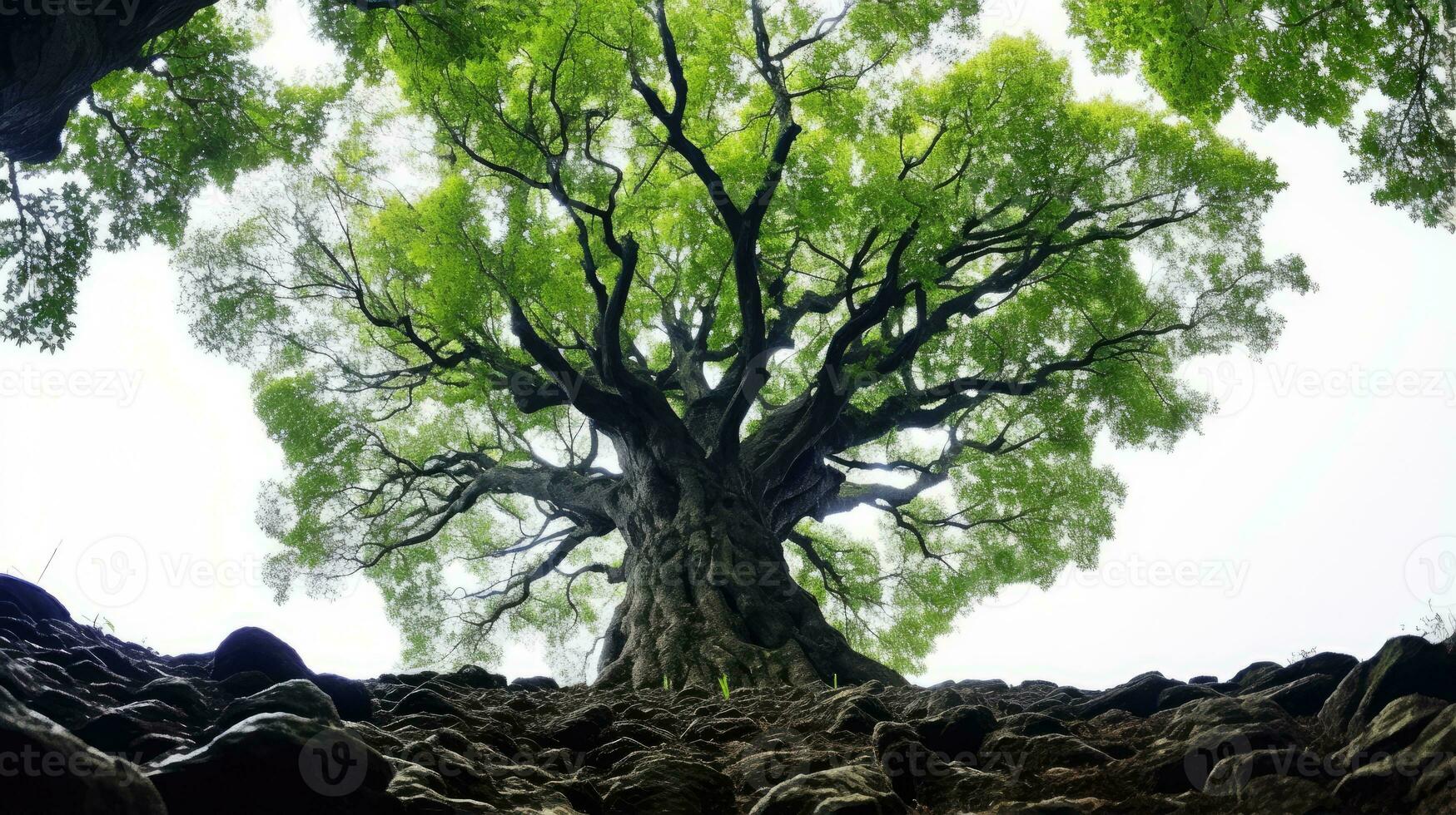 groß Baum Nebel launisch Regen friedlich Landschaft Freiheit Szene schön Natur Hintergrund Foto