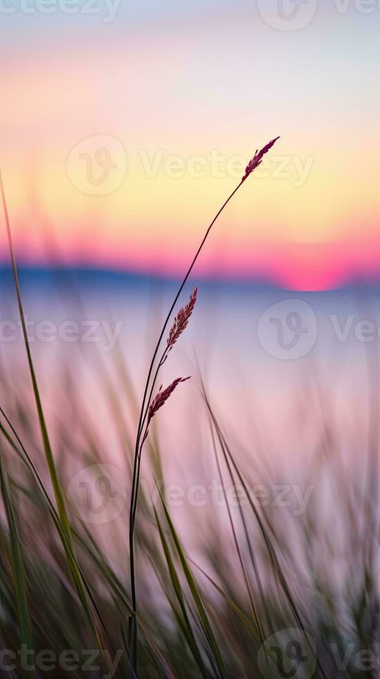 Blumen Fokus Sonnenuntergang Ruhe Anmut Landschaft Zen Harmonie Ruhe Einheit Harmonie Fotografie foto