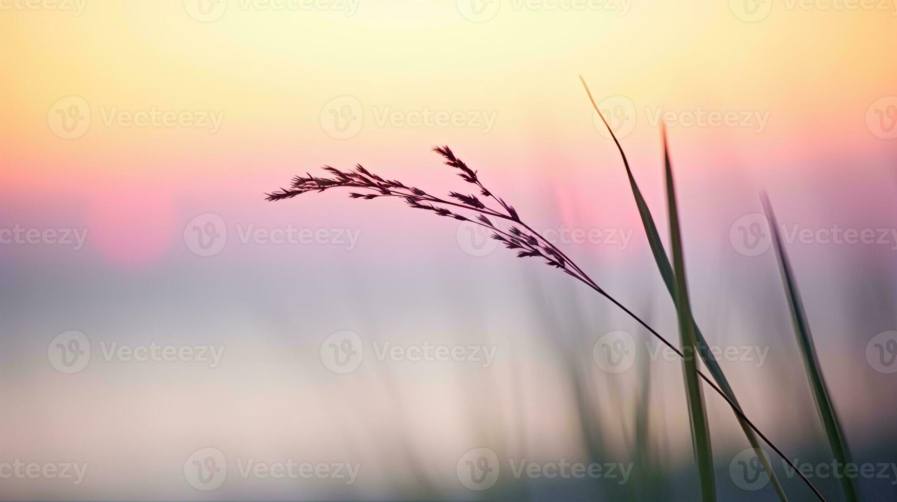 Blumen Fokus Sonnenuntergang Ruhe Anmut Landschaft Zen Harmonie Ruhe Einheit Harmonie Fotografie foto