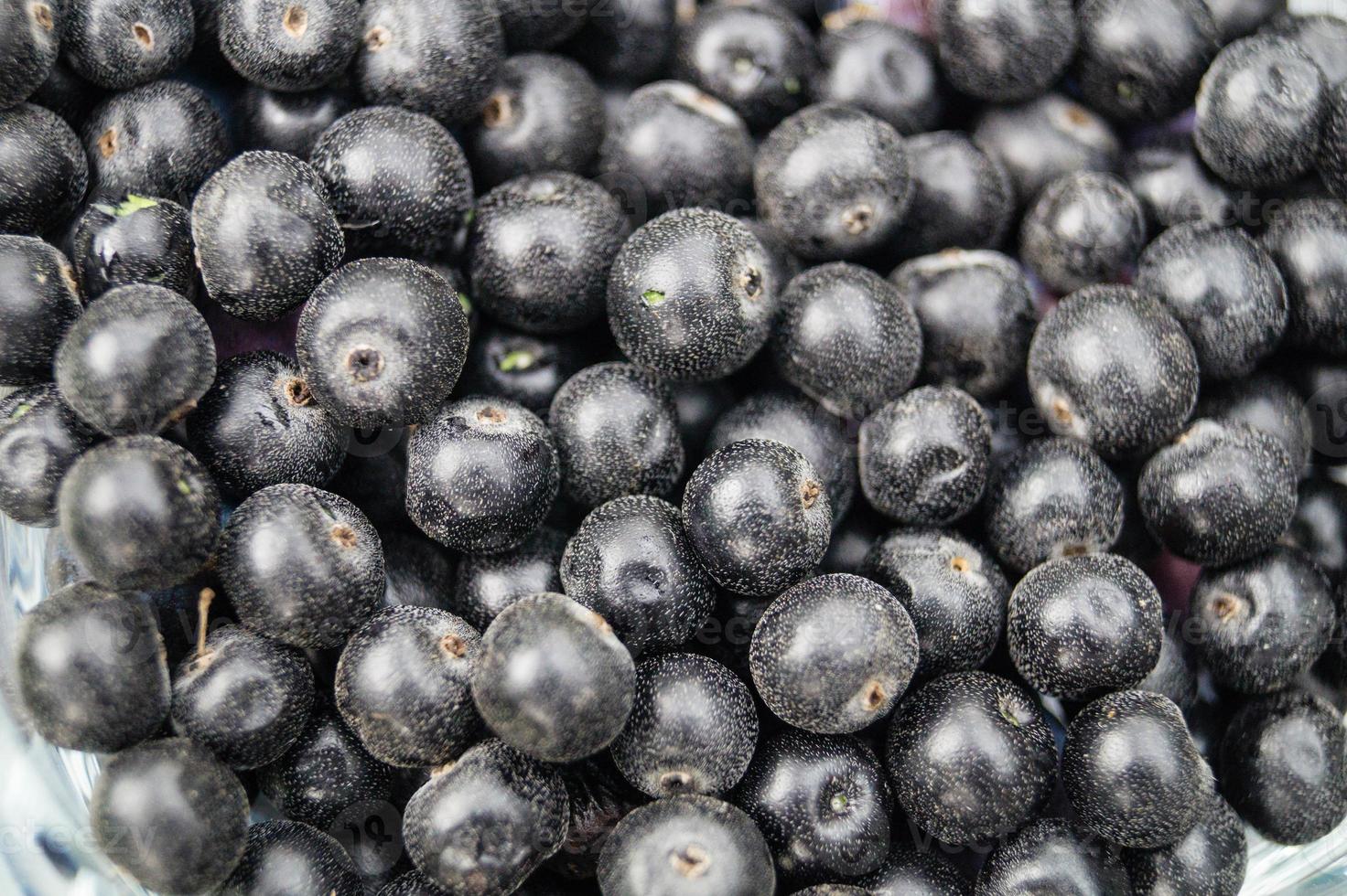 Schwarze Vogelbeere Aronia Aronia foto