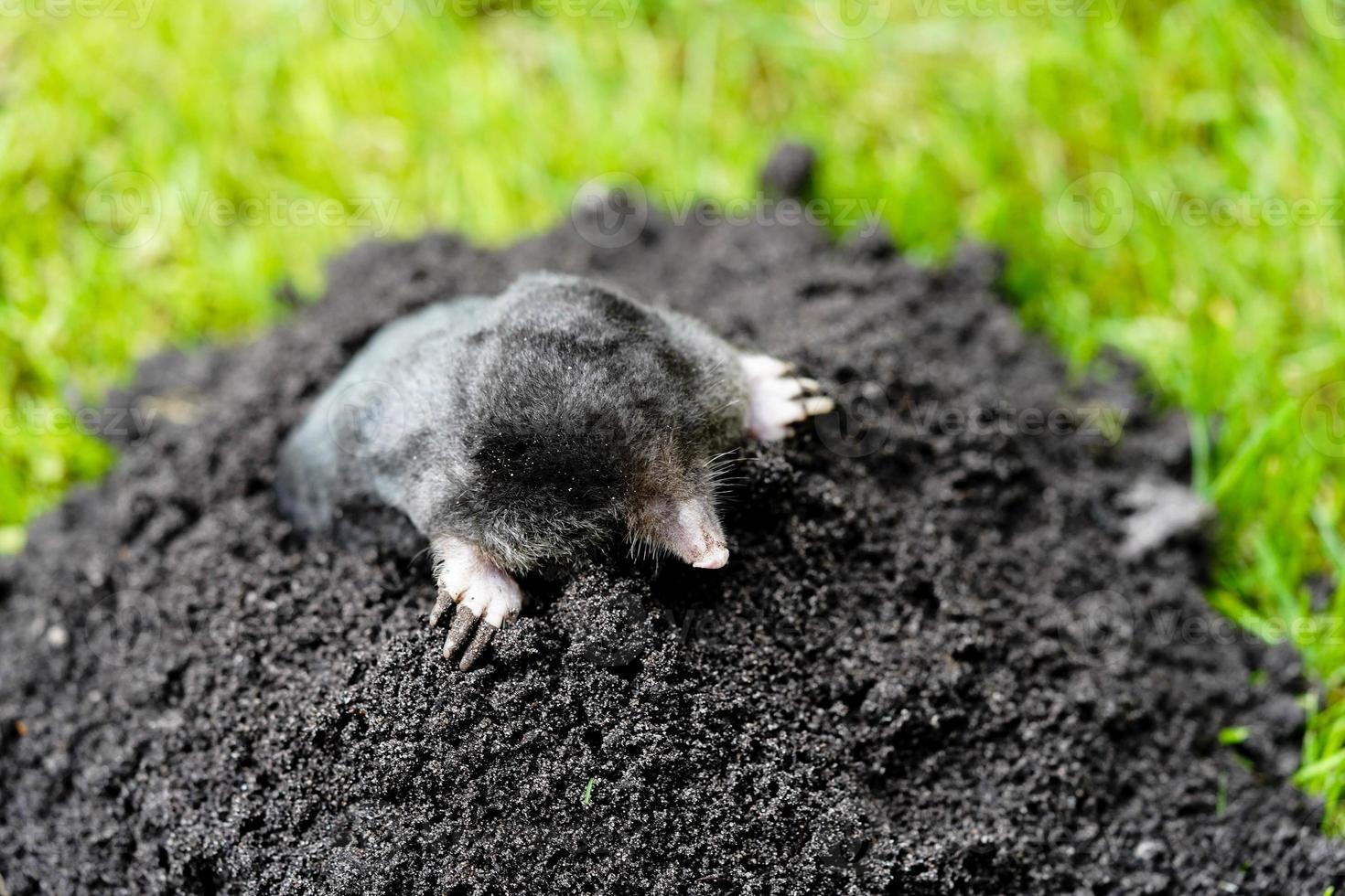 ein Maulwurf im Garten foto