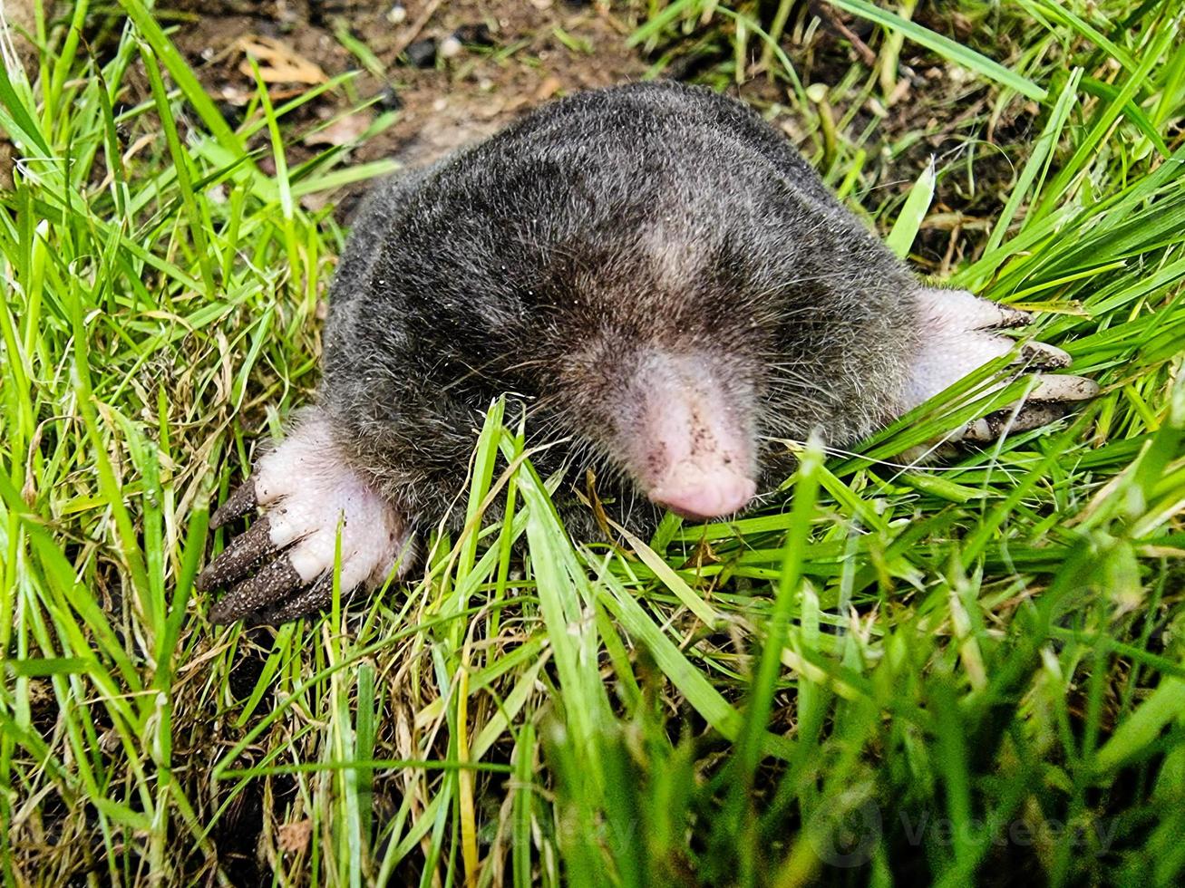 ein Maulwurf im Garten foto