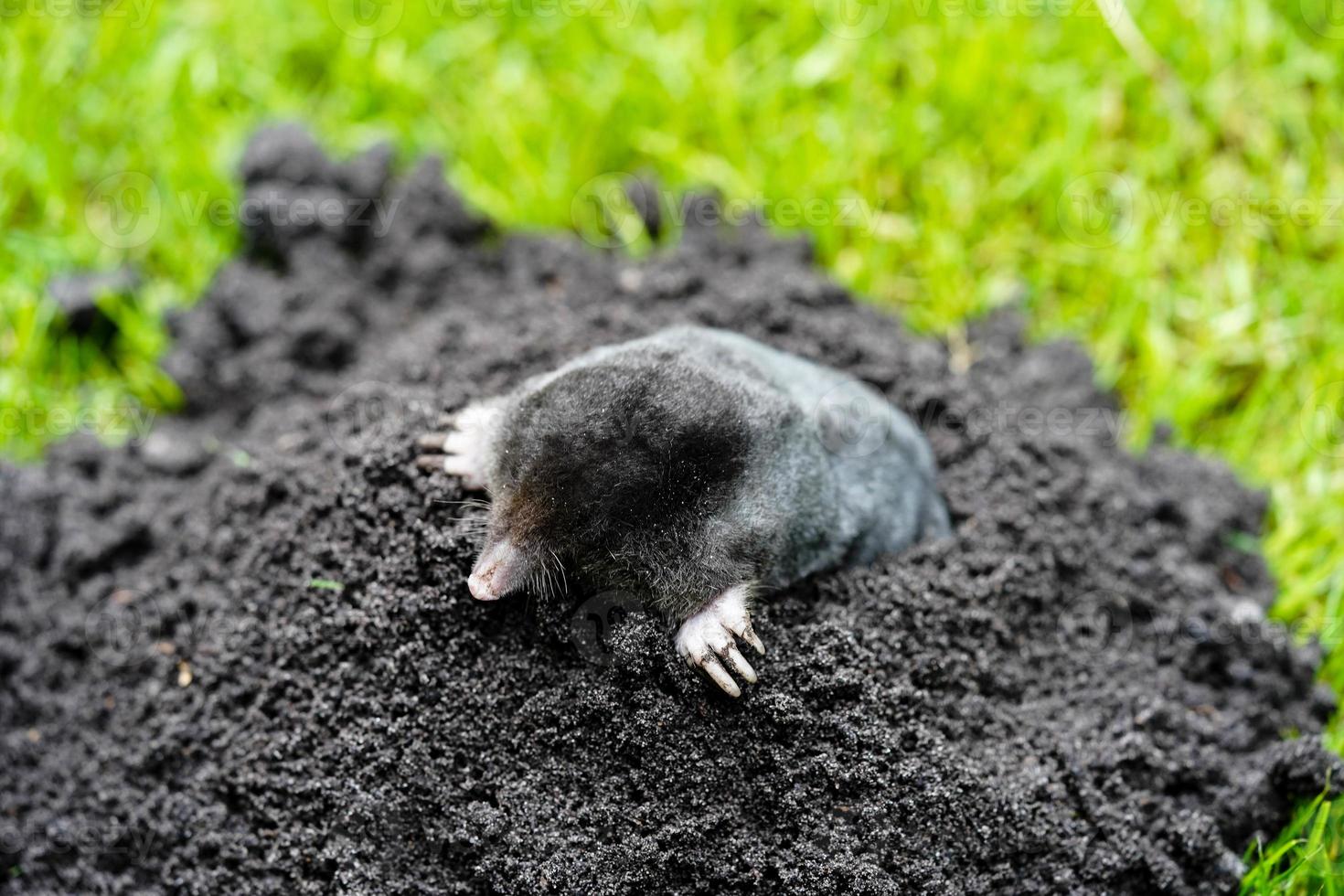 ein Maulwurf im Garten foto