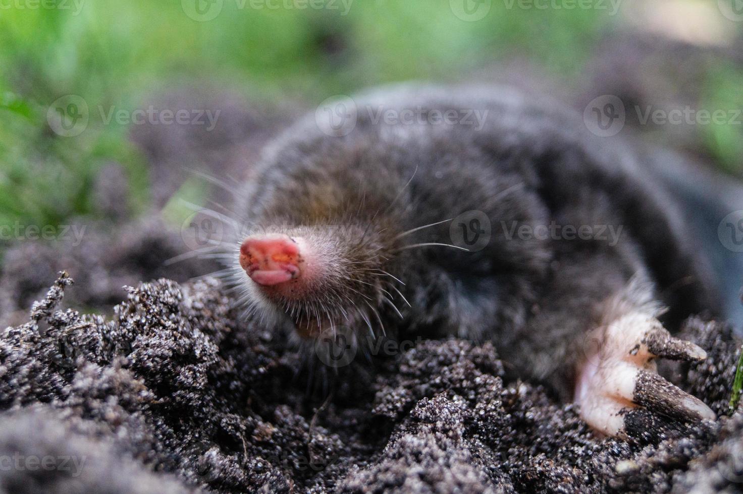 ein Maulwurf im Garten foto