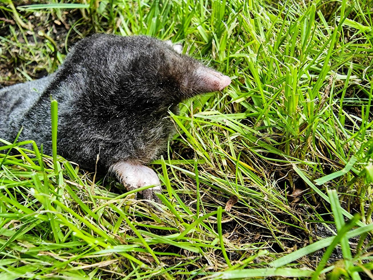 ein Maulwurf im Garten foto