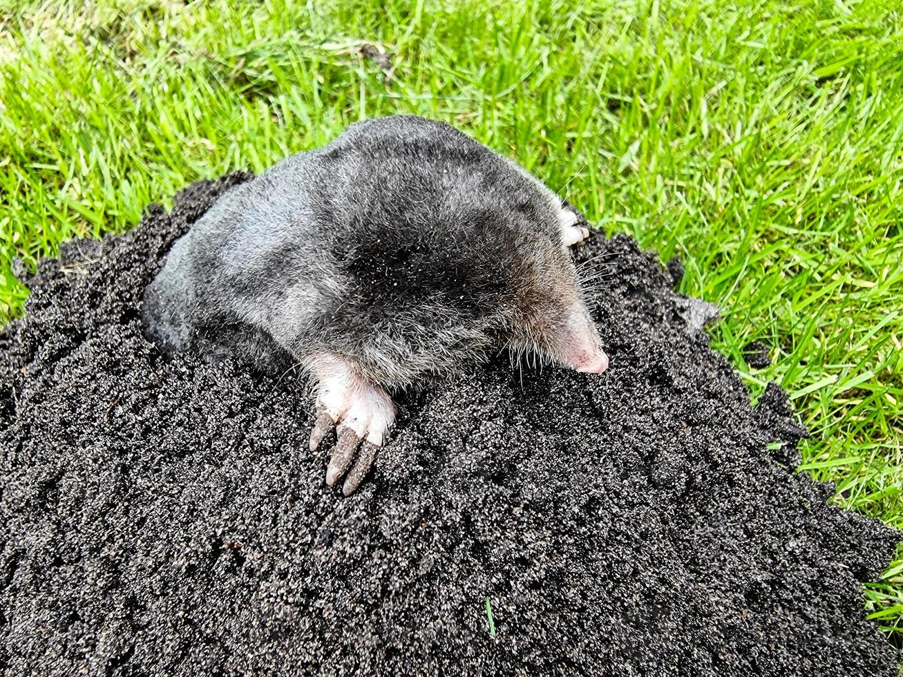 ein Maulwurf im Garten foto