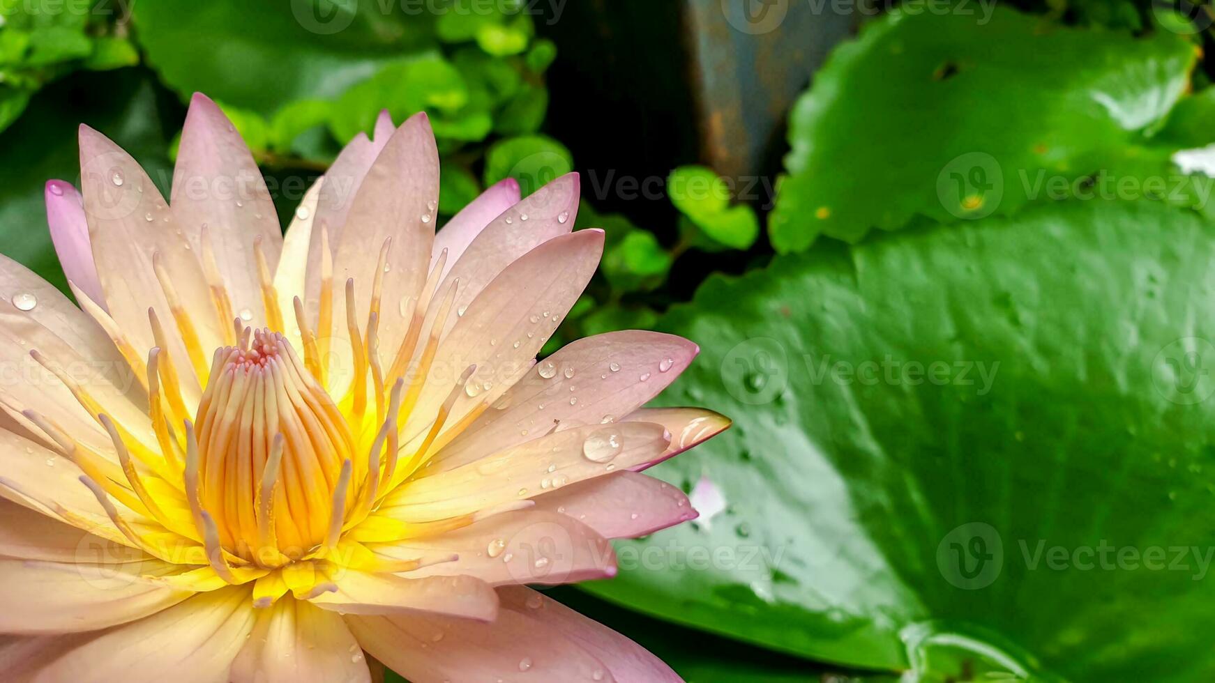 Nahansicht und Ernte ein schön Rosa Lotus Blume Blühen im ein Garten mit Wasser Tröpfchen auf verschwommen Lotus Blatt Hintergrund. foto