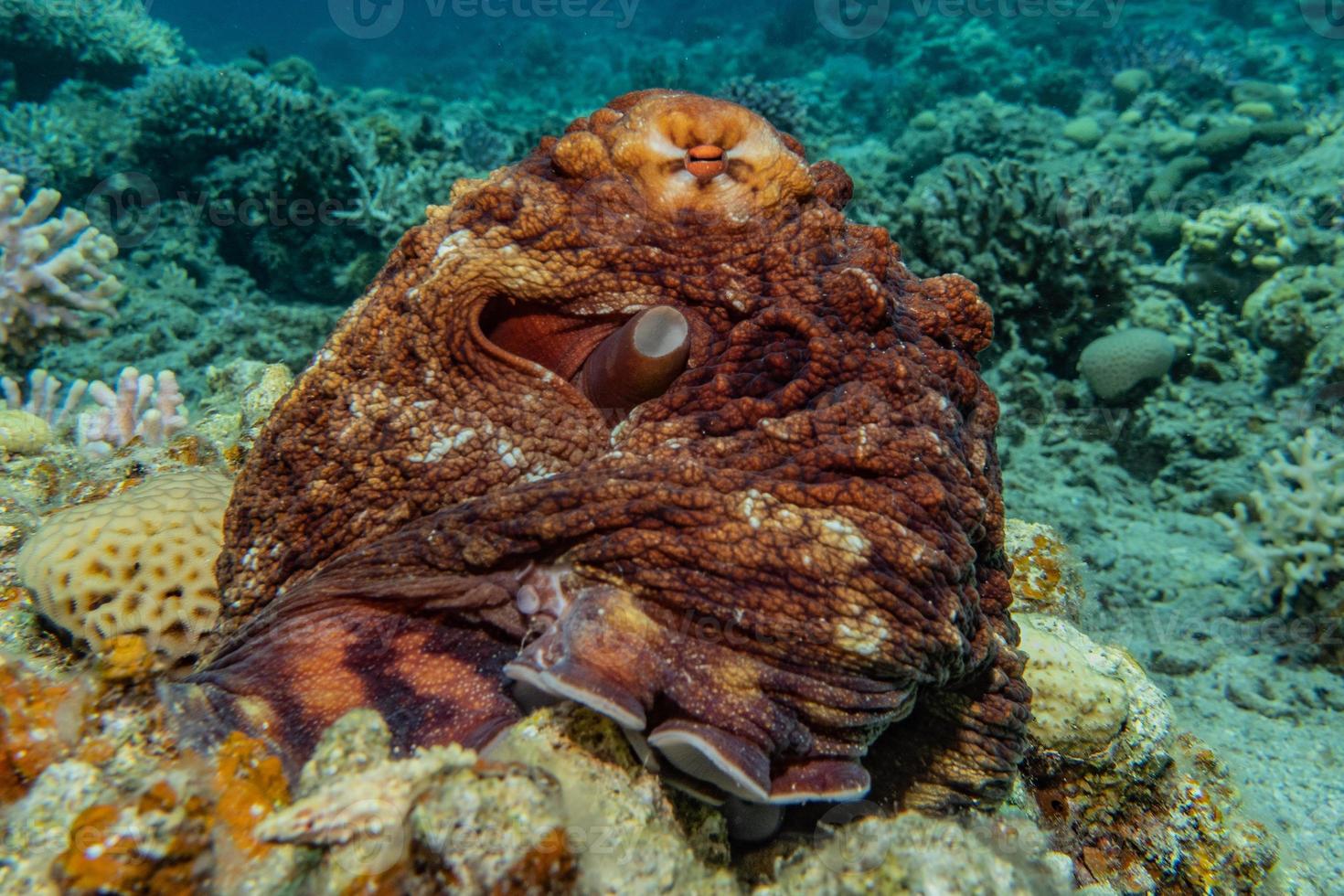 Tintenfischkönig der Tarnung im Roten Meer, Eilat Israel, foto