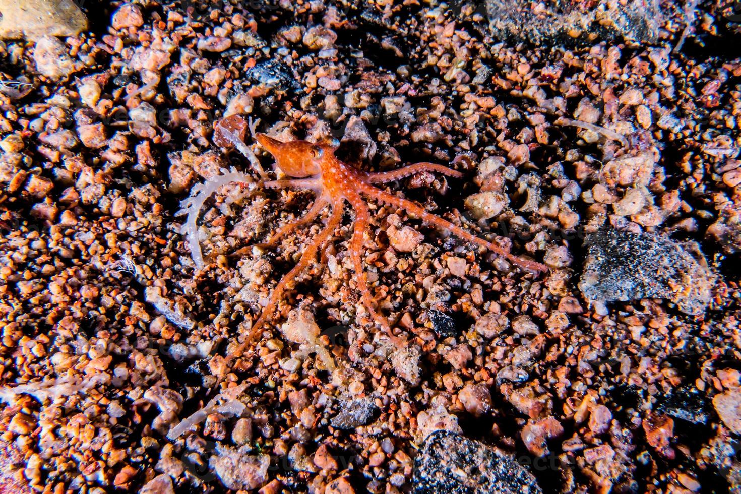 Tintenfischkönig der Tarnung im Roten Meer, Eilat Israel, foto