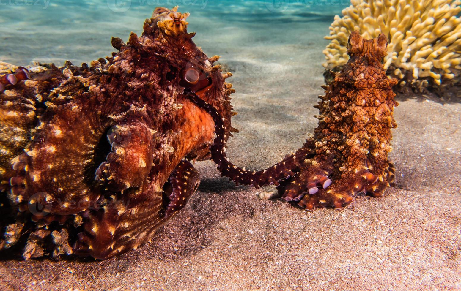 Tintenfischkönig der Tarnung im Roten Meer, Eilat Israel, foto