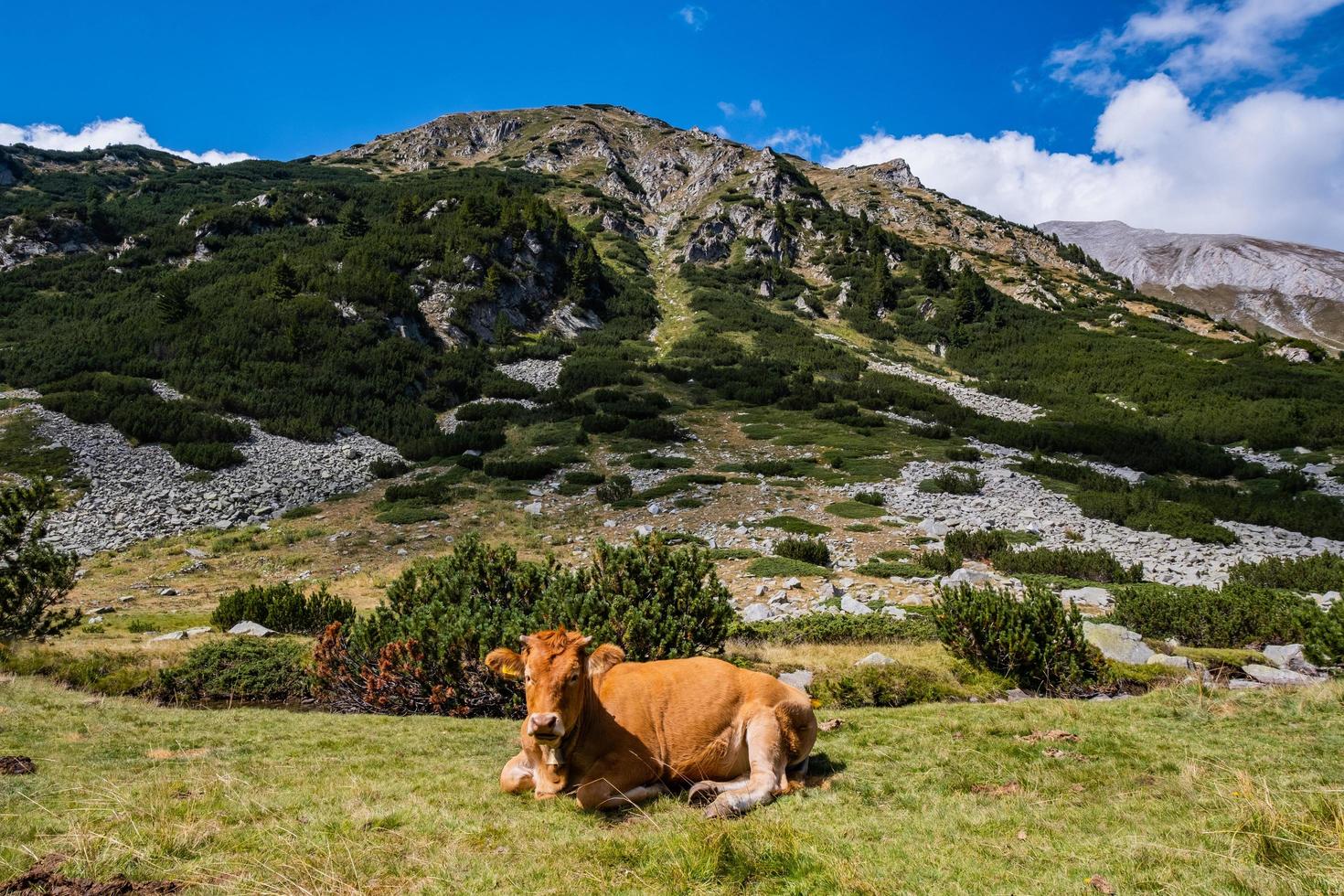 eine Kuh in den Bergen foto
