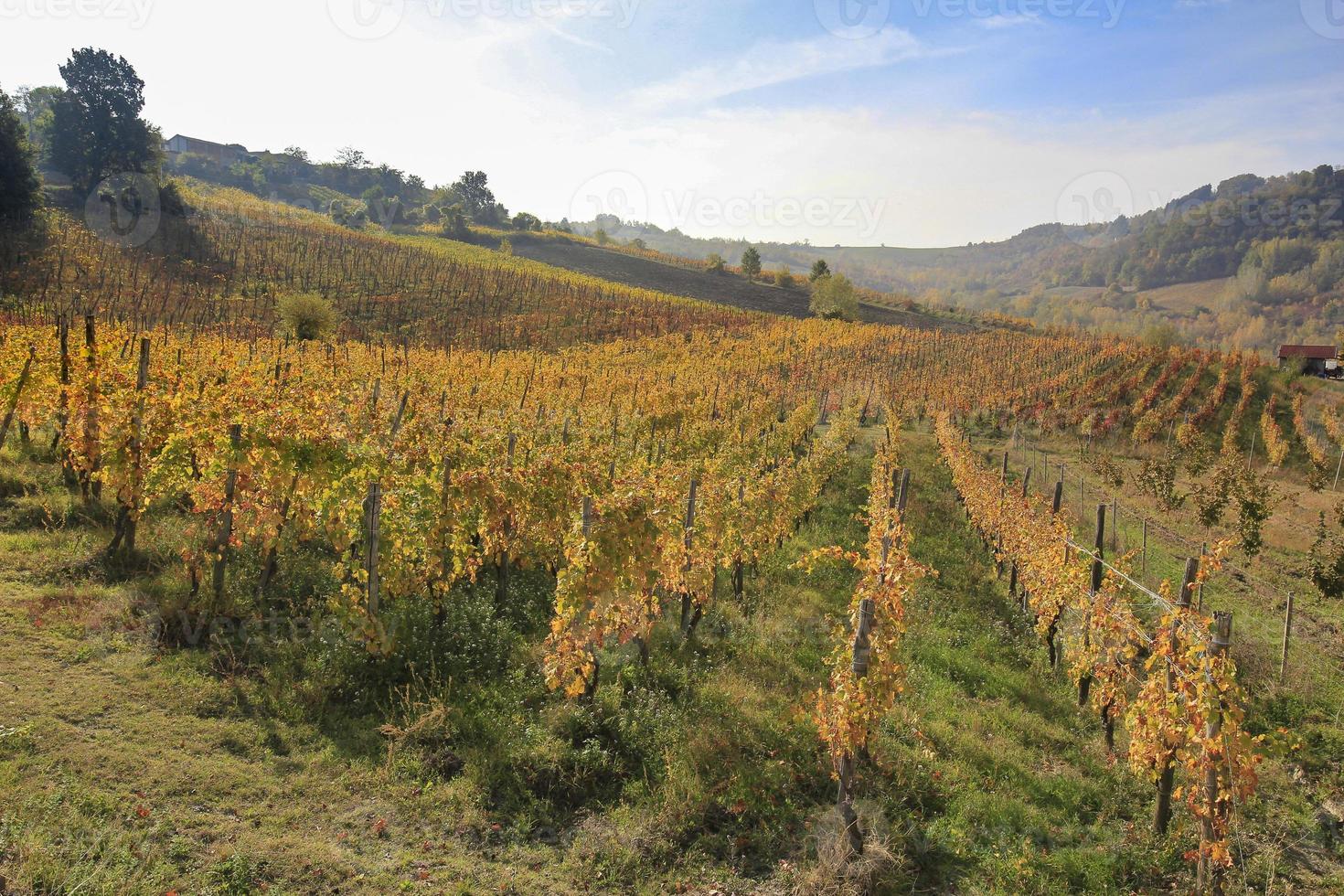 Weinberge und Landschaft des piemontesischen Hinterlandes, Italien foto