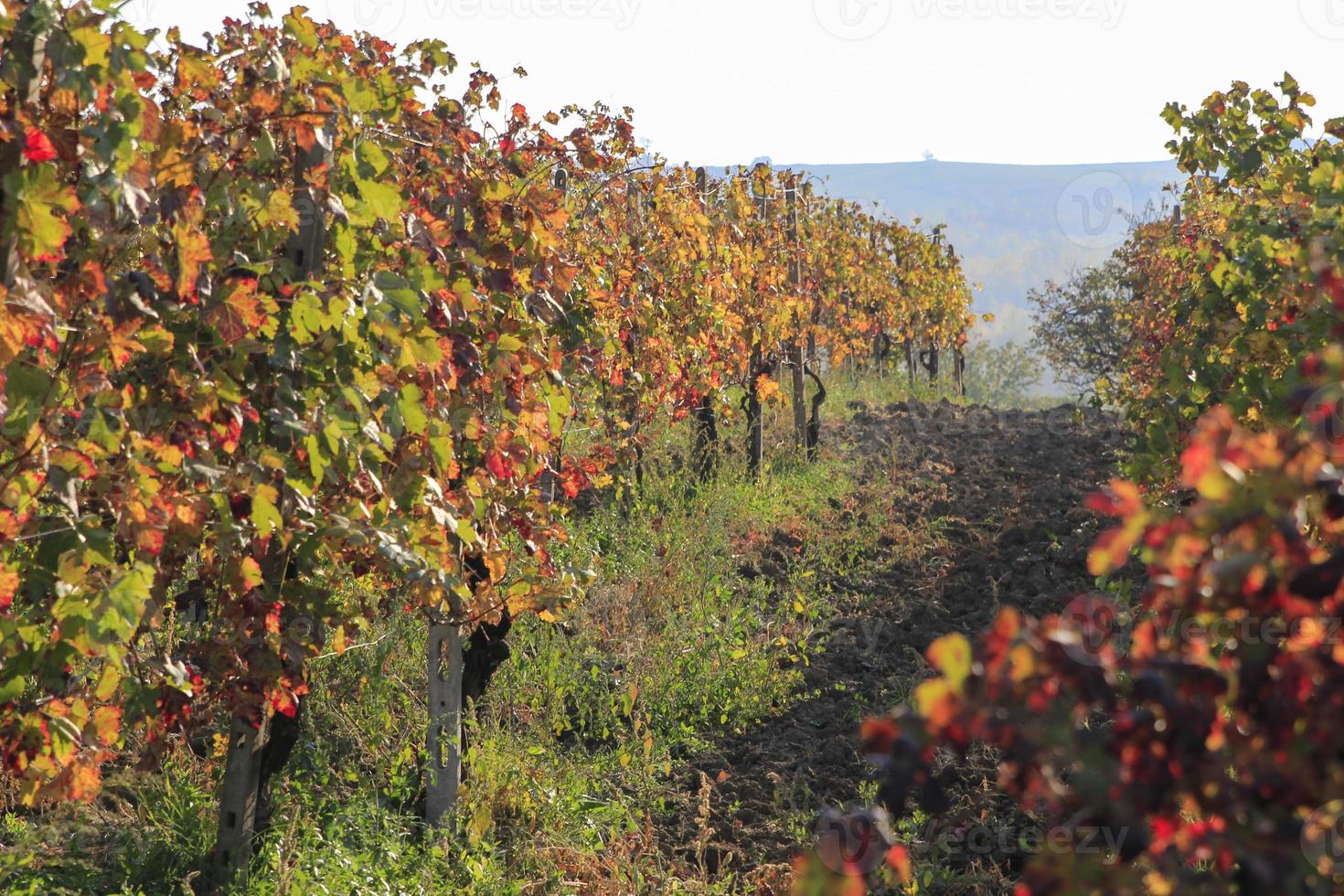 die landschaft der hügel des oltrepo pavese, italien foto