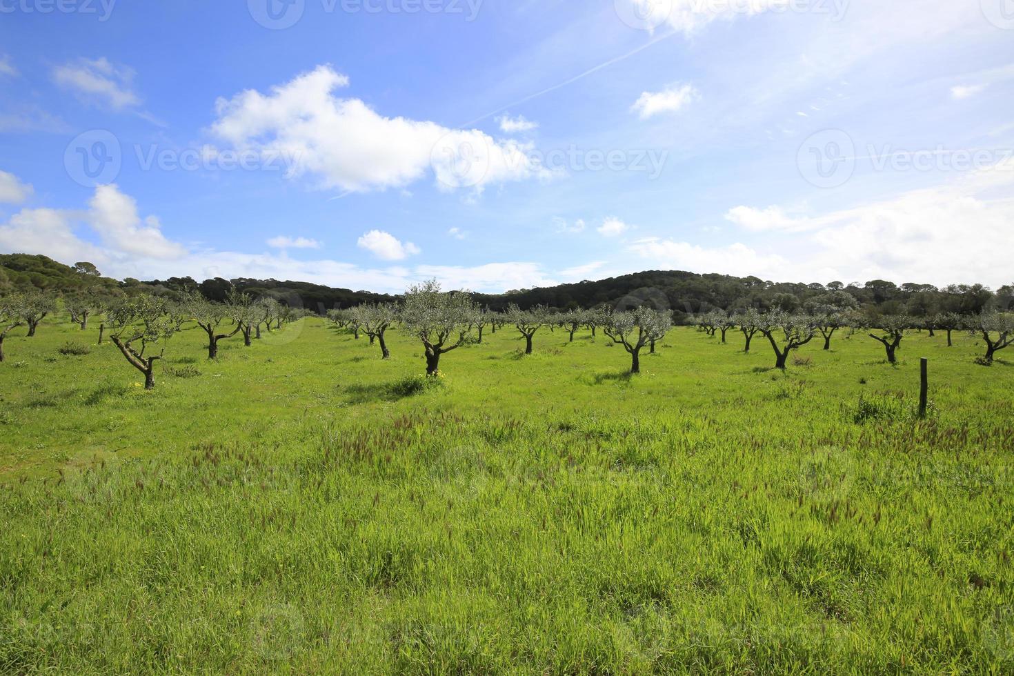 das grüne und ländliche hinterland der insel porquerolles foto