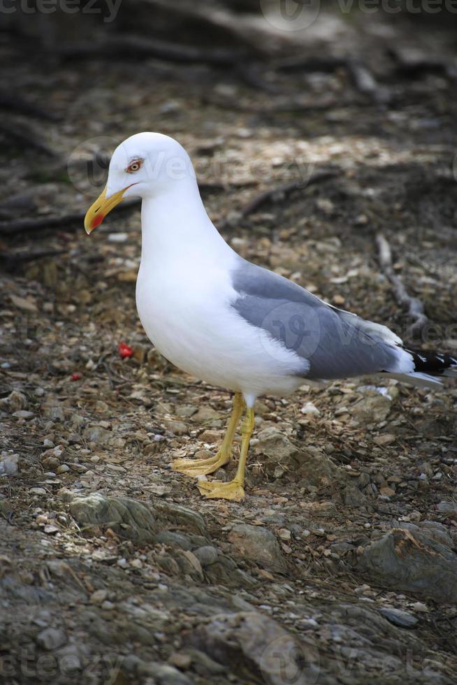 Möwe auf der Insel Porquerolles foto