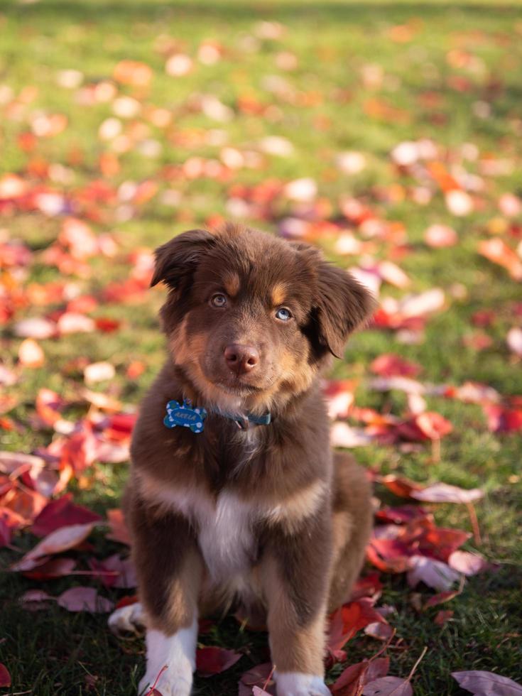 Nahaufnahmeporträt eines braunen australischen Hirten mit Heterochromie, der an einem Herbstnachmittag auf dem Gras eines öffentlichen Parks sitzt foto