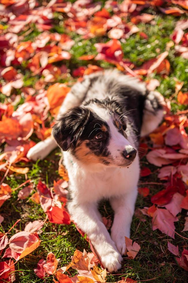 Porträt Tricolor Australian Shepherd Dog sitzt auf dem Gras eines öffentlichen Parks an einem Herbstnachmittag foto