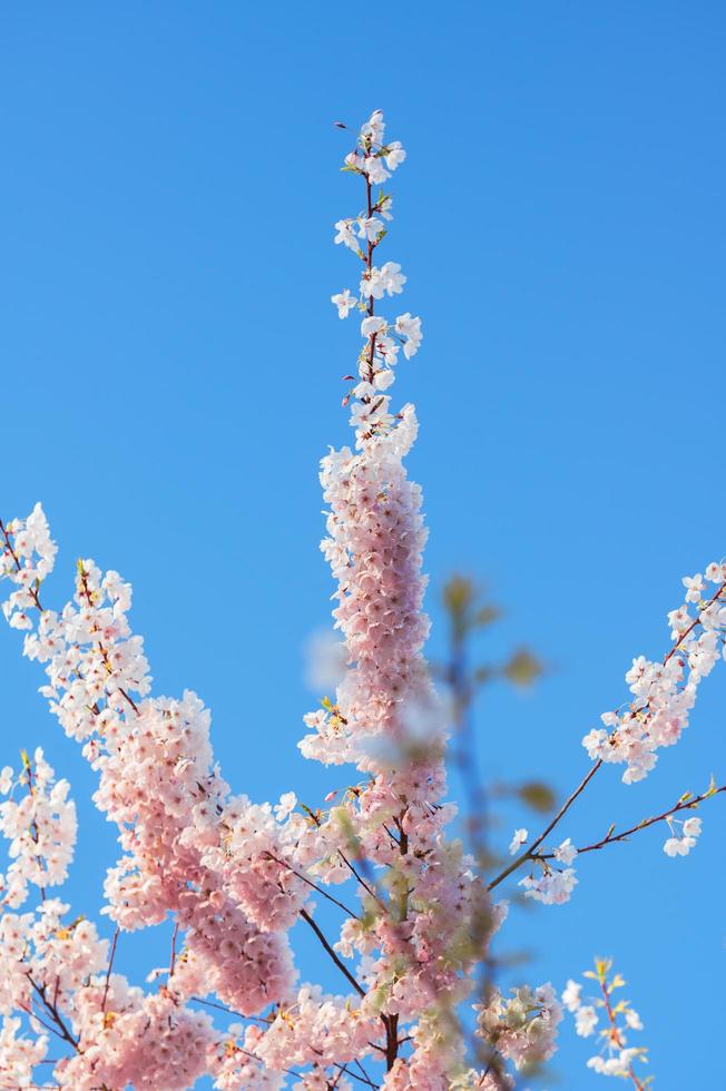 Porträt von Kirschzweigen mit Blüten an einem klaren Himmel foto
