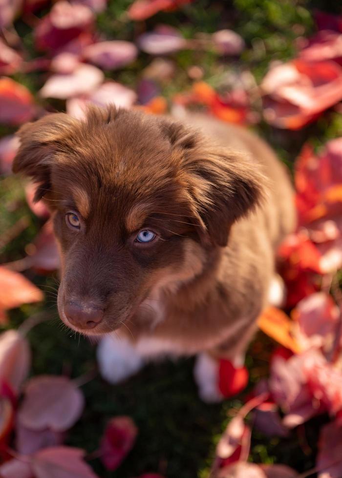 Nahaufnahmeporträt eines braunen australischen Hirten mit Heterochromie, der an einem Herbstnachmittag auf dem Gras eines öffentlichen Parks sitzt foto